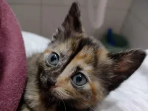 Gato raça SRD idade Abaixo de 2 meses nome Amélia 