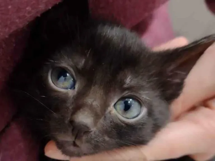 Gato ra a SRD idade Abaixo de 2 meses nome Monalisa 