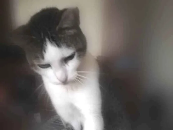 Gato ra a Misto idade 5 anos nome Noé