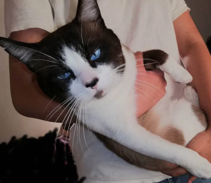 Gato ra a Misto idade 3 anos nome Pascoal