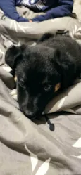 Apolo