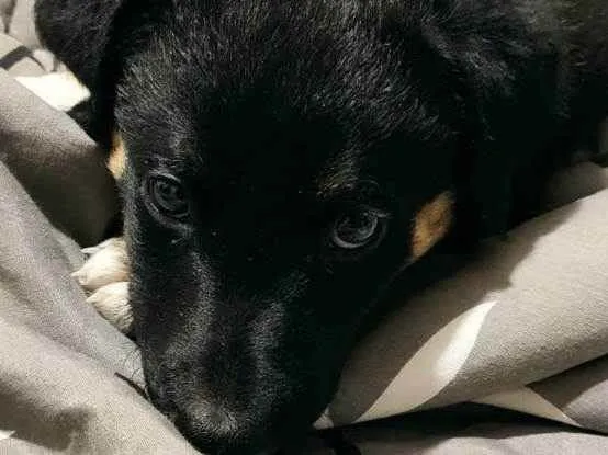 Cachorro ra a SRD idade 2 a 6 meses nome Apolo