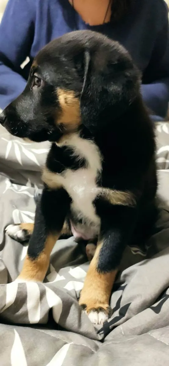 Cachorro ra a SRD idade 2 a 6 meses nome Apolo