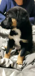 Apolo