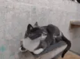 Felicia