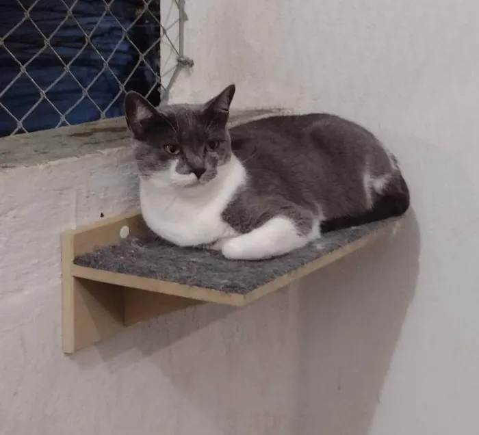 Gato ra a SRD idade 7 a 11 meses nome Felicia