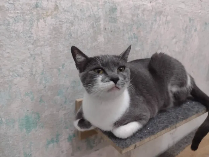 Gato ra a SRD idade 7 a 11 meses nome Felicia