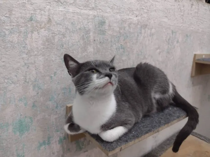 Gato ra a SRD idade 7 a 11 meses nome Felicia