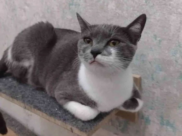 Gato ra a SRD idade 7 a 11 meses nome Felicia