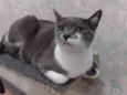 Felicia
