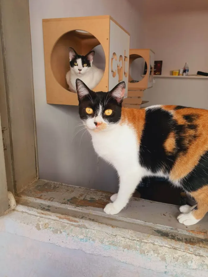 Gato ra a SRD idade 7 a 11 meses nome Dorothy