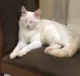 Lulu