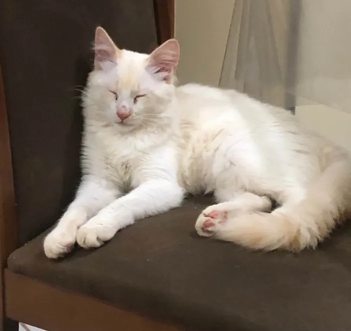 Gato ra a Gato idade 1 ano nome Lulu