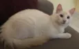 Lulu