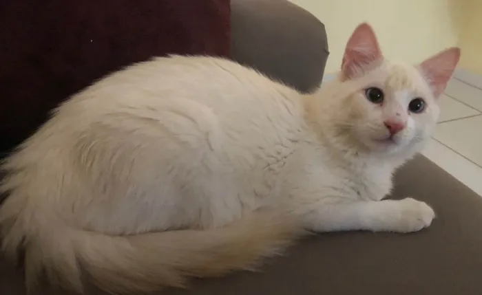 Gato ra a Gato idade 1 ano nome Lulu