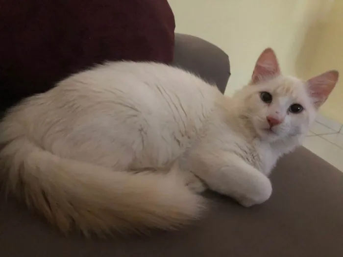 Gato ra a Gato idade 1 ano nome Lulu