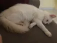 Lulu
