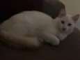 Lulu