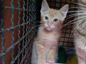 Gato raça Srd idade 2 a 6 meses nome Léo 