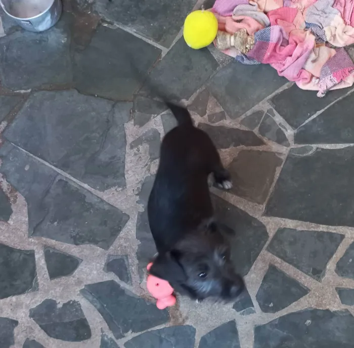 Cachorro raça Desconhecida idade 2 a 6 meses nome Luna