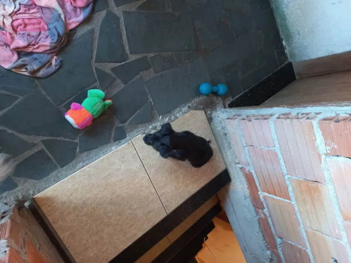 Cachorro raça Desconhecida idade 2 a 6 meses nome Luna