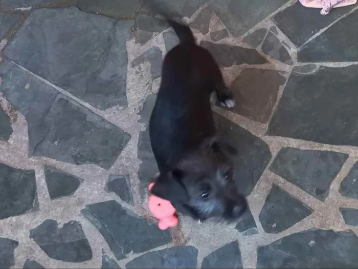 Cachorro raça Desconhecida idade 2 a 6 meses nome Luna