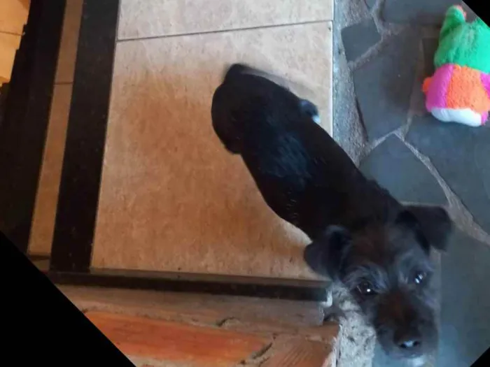 Cachorro raça Desconhecida idade 2 a 6 meses nome Luna