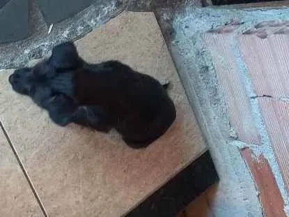 Cachorro raça Desconhecida idade 2 a 6 meses nome Luna