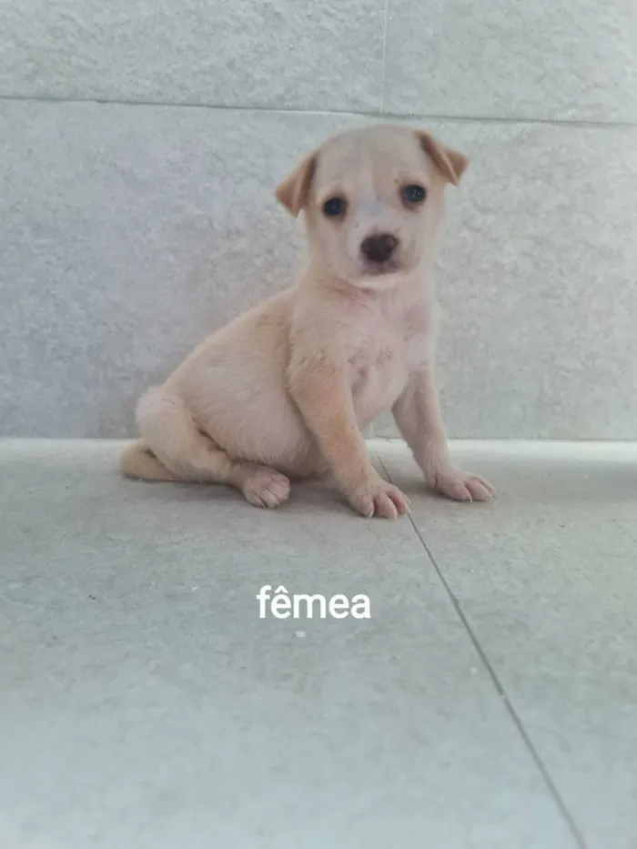 Cachorro ra a SRD idade Abaixo de 2 meses nome Nina