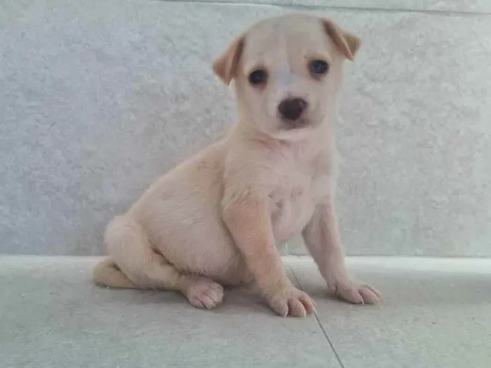Cachorro ra a SRD idade Abaixo de 2 meses nome Nina