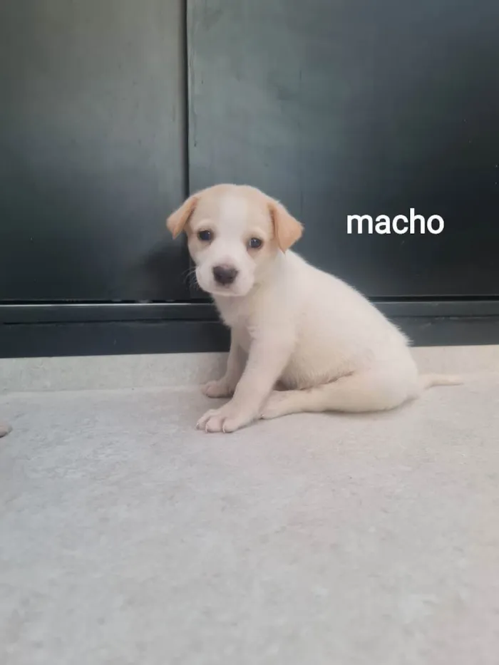Cachorro ra a SRD idade Abaixo de 2 meses nome Abel