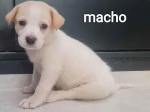Cachorro raça SRD idade Abaixo de 2 meses nome Abel