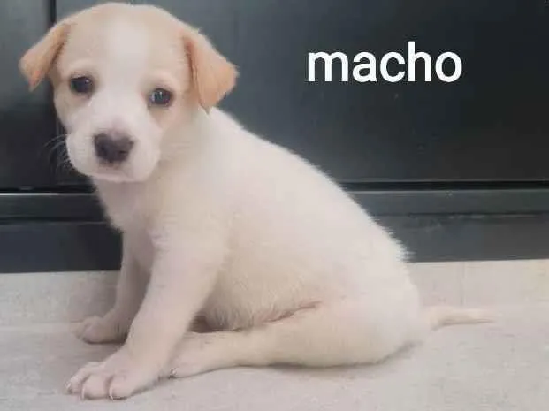 Cachorro ra a SRD idade Abaixo de 2 meses nome Abel