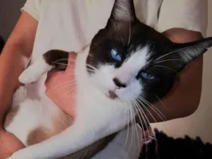 Gato raça Misto idade 3 anos nome Pascoal