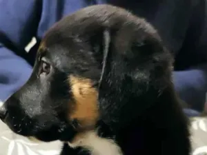 Cachorro raça SRD idade 2 a 6 meses nome Apolo