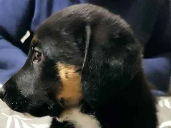 Cachorro ra a SRD idade 2 a 6 meses nome Apolo