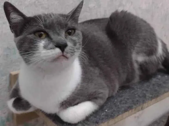 Gato ra a SRD idade 7 a 11 meses nome Felicia