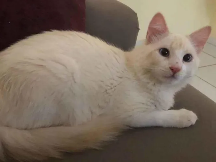 Gato ra a Gato idade 1 ano nome Lulu