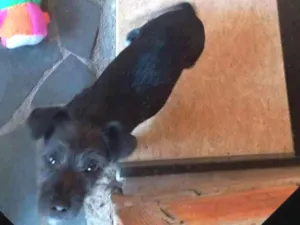 Cachorro raça Desconhecida idade 2 a 6 meses nome Luna