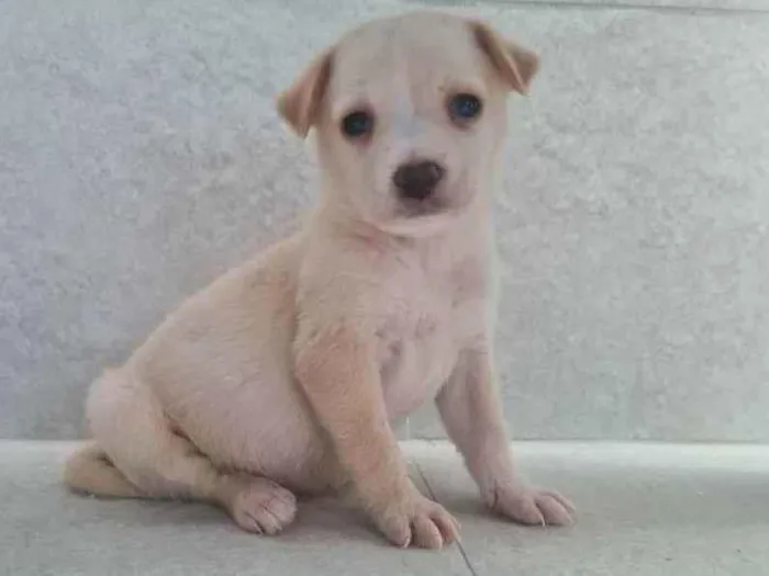 Cachorro ra a SRD idade Abaixo de 2 meses nome Nina