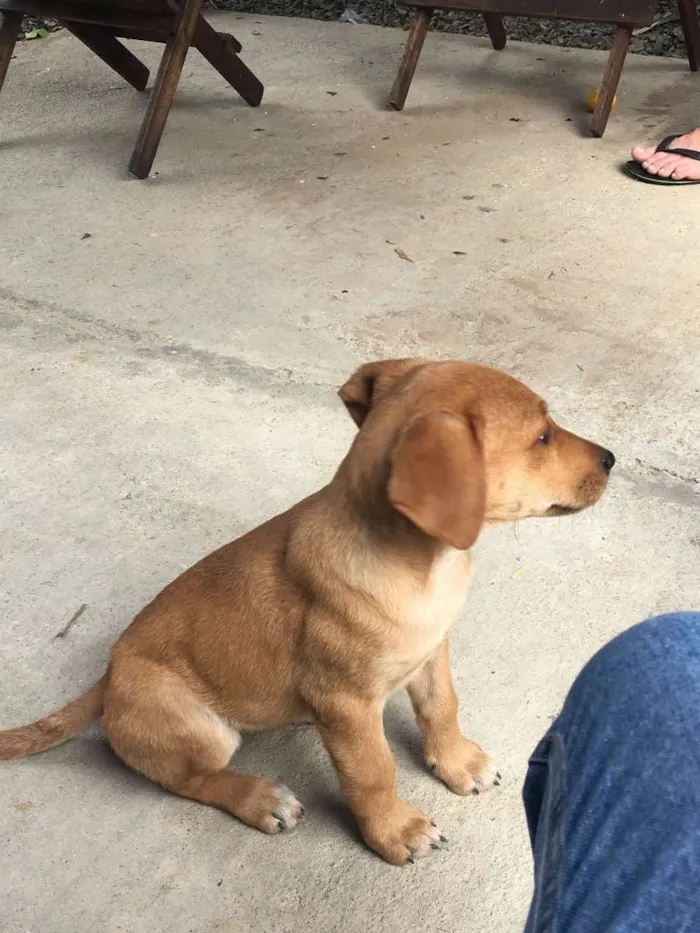 Cachorro ra a não sei idade 2 a 6 meses nome Maya
