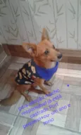 Pirulito 