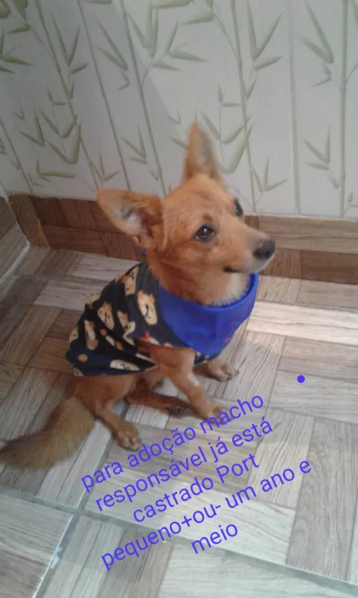 Cachorro raça SRD idade 1 ano nome Pirulito 