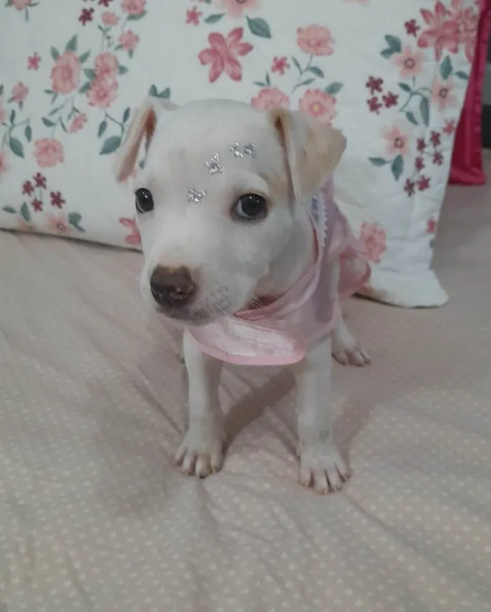 Cachorro ra a Srd  idade 2 a 6 meses nome Pity