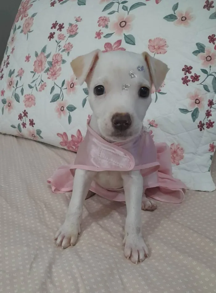 Cachorro ra a Srd  idade 2 a 6 meses nome Pity