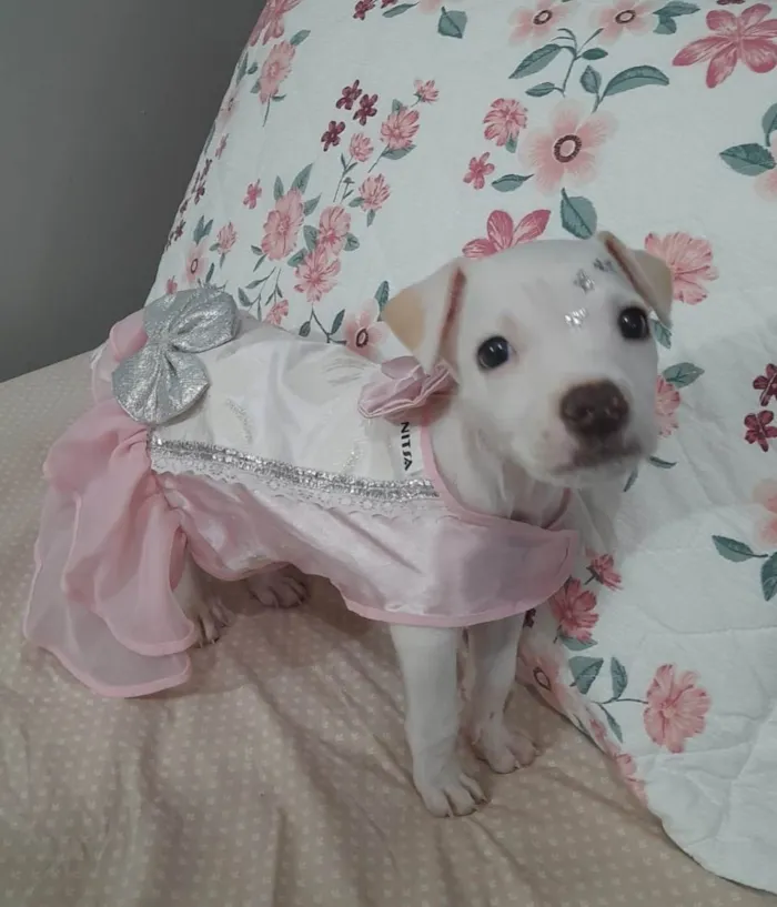 Cachorro ra a Srd  idade 2 a 6 meses nome Pity