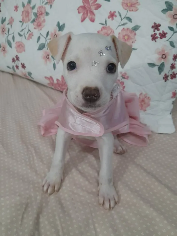 Cachorro ra a Srd  idade 2 a 6 meses nome Pity