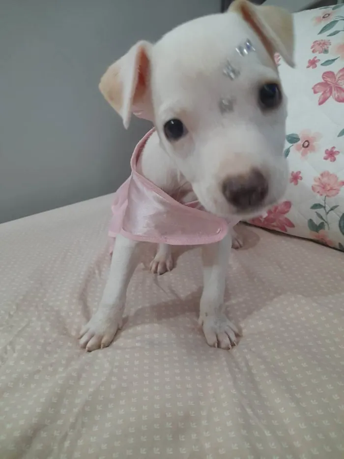 Cachorro ra a Srd  idade 2 a 6 meses nome Pity