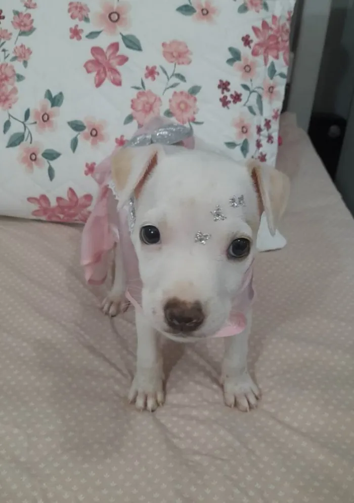 Cachorro ra a Srd  idade 2 a 6 meses nome Pity