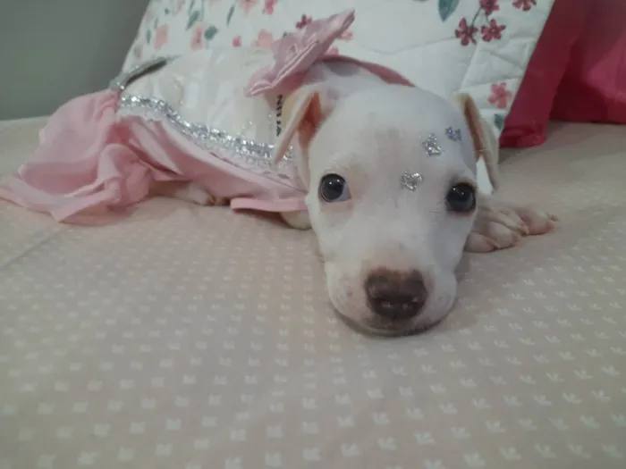 Cachorro ra a Srd  idade 2 a 6 meses nome Pity